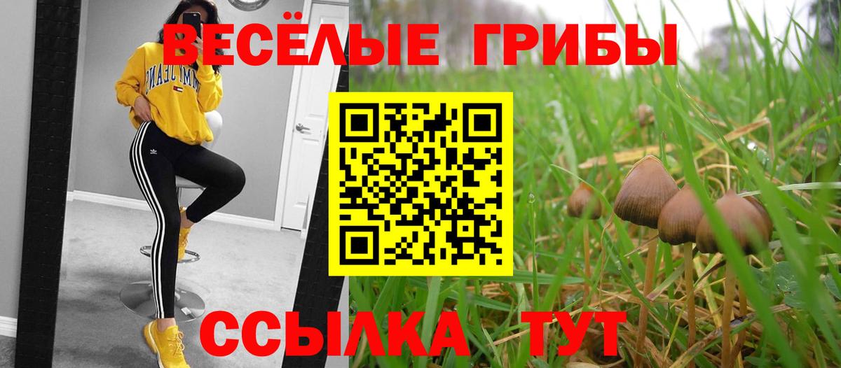 Галлюциногенные грибы Psilocybe Тихорецк